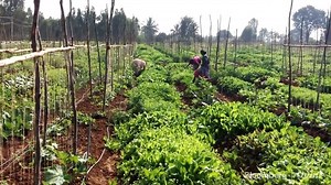 282 shares · 55 comments | Nishant from Bloomberg visits a Farmizen farm in Bangalore, to see how the real-life farmville works, and then hops on to the harvest home delivery truck to see the journey of fresh chemical free vegetables from farm to table in a few hours ! Download the app from www.farmizen.com to get started. | Farmizen | Facebook