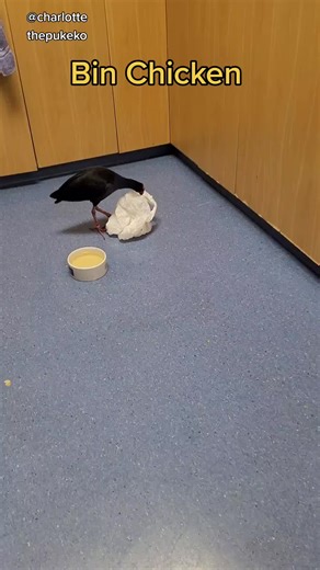 Binny 😅 #charlottethepukeko #swamphen #pukeko #newzealand #nz #bird #binchicken Note: Charlotte is a rescue bird who is unreleasable to the wild. We do not encourage having pukekos as pets, she is an exceptional circumstance.