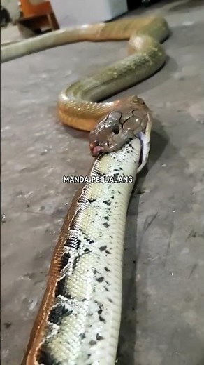 king cobra eating a python donut.. #kingcobra #shorts #mandapetulang #python