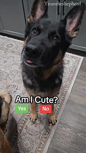#Cute #dog #fun #titantheshepherd2020 | Titan.the.shepherd