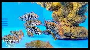 21 reactions · 10 comments | Leopard Wrasse - Melanesia -...