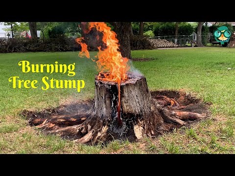 How to Burn Tree Stumps? How Do You Burn Out a Tree Stump? How to Destroy Tree Stumps?