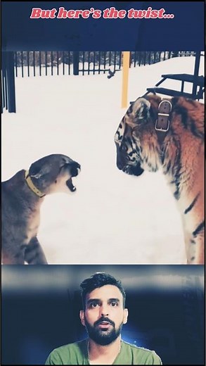 Tiger vs Puma #animals #wildanimals #wildlife #tiger #bigcats #leopard #lion #dog #puma #cat#cheetah