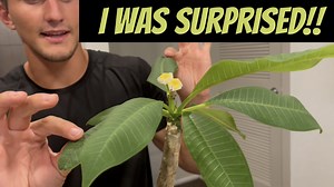 Watch A beautiful plant for your garden or home! on Amazon Live