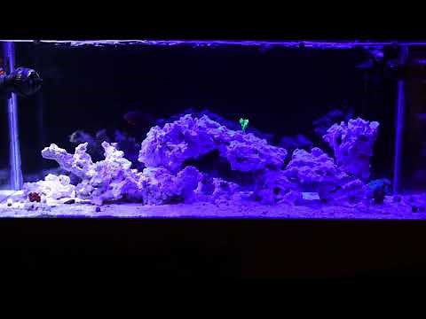 Current USA Orbit IC LED Loop Light Modes - 4K