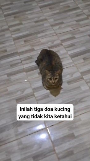 Doa kucing untuk Manusia yang baik padanya.. #catlovers #pencintakucing #kucinglucu #kucing #reels | Sry Ayu