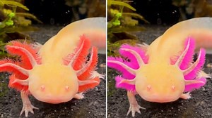 Ever seen an axolotl changing colour? Watch the amazing video