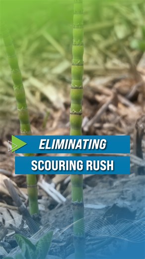 What is scouring rush? | Ag PhD
