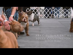 ABKC PURINA FARMS BULLY CONVENTION 2023 STANDARD AMERICAN BULLY CLASS