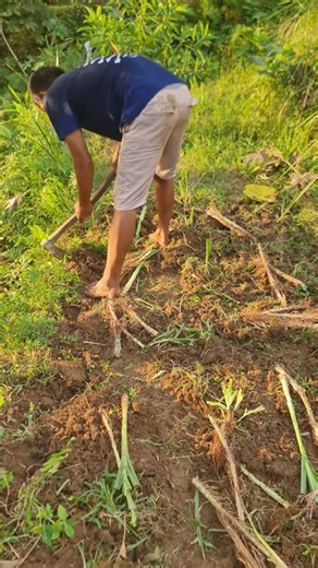 simple ways to prepare land for planting grass seeds properly #shorts