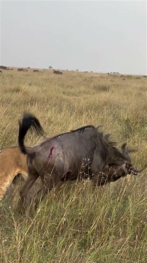 Lioness Vs wildebeest