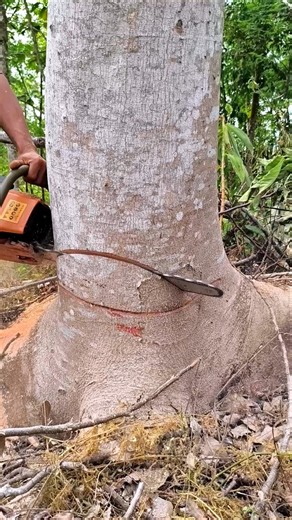 the most effective way to chop down a tree #wood#woodworking#shortvideo