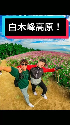 20万本のコスモス！長崎県の白木峰高原！🌸春夏秋冬全部が見どころ！ぜひ行ってみて！#tiktok教室 #ためになるtiktok #白木峰高原#コスモス#おすすめスポット