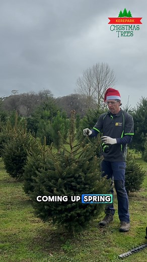 A quick look at trimming our Norway Spruce! We only trim these premium trees once a year to encourage that dense, classic, cone-like shape. We've been getting every tree ready for you! Find your perfect shape this Saturday, November 29th at 9 AM. #TreeShaping #FarmCare #ChristmasPrep #Nov29th #kereparkchristmastrees #douglasfir #douglasfirchristmastree #norwayspruce #christmasnz2025 #realchristmastrees #christmaspine #nzchristmas #nzchristmastree #nzchristmas2025 #morrinsville #morrinsvillenz #h