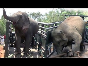 Captured elephants getting aggressive after loaded to vehicle !