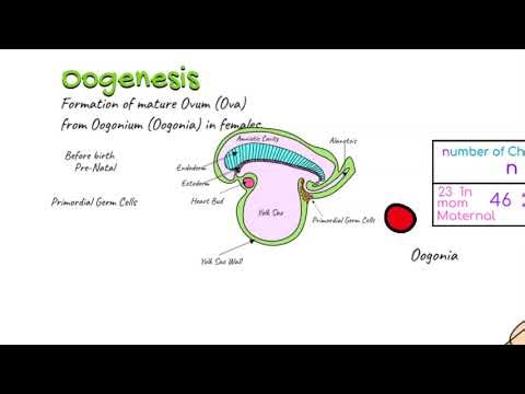 Oogenesis - Full Lecture
