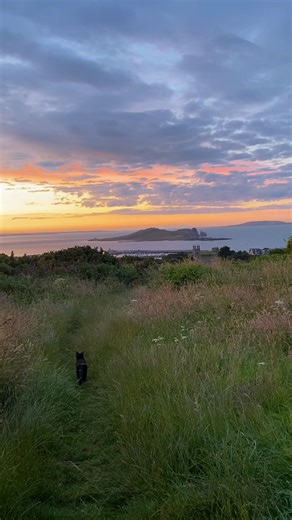 Howth, as nature intended 🐈‍⬛ ☘️ #howth #spring #ireland #nature #visitdublin @VisitDublin @Discover Ireland @Tourism Ireland 🇮🇪