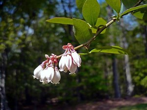 Vaccinium virgatum - Alchetron, The Free Social Encyclopedia