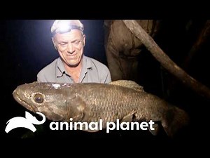 Fishing in South America | River Monsters | Animal Planet