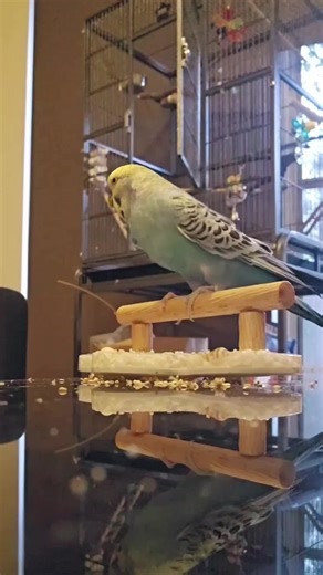 Budgie Training Tips: Teach Your Bird to Wave, Kiss, and High Five