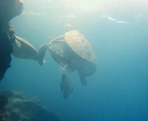2.6K views · 142 reactions |  Two Mating green sea turtles - and an...