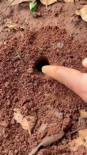 How to Find Crickets: Easy Cricket Hunting Guide