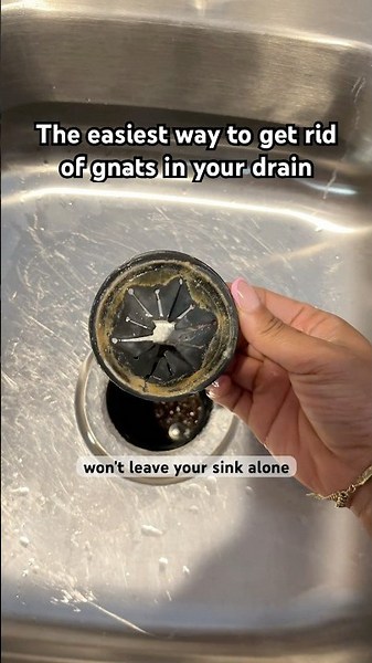 🤢 Here’s the easiest way to get rid of drain gnats - no fuss, just results ✨ #homehack #byebyegnats
