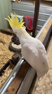 So we had this sulpha crested cockatoo brought in my two lovely people after finding it in there backyard I a nearby town a few weeks ago, he was a lot quieter than a wild bird but also still had a big attitude on him very bitey, I was assuming he may have been hand reared because for some reason he was reluctant to fly but was in real good condition, he was not happy meeting Betty and Kev 🤣 he stayed around the farm for a week and started to fly more and more he even then became friends with a