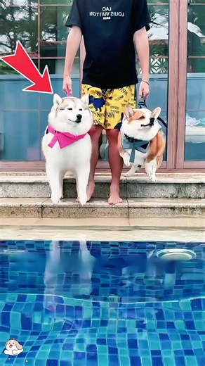 The Day the Owner Tested His Dogs' Swimming Skills#funnyshorts #pets #cute #love