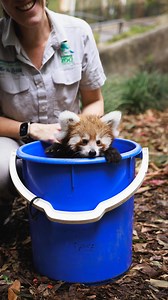 It’s always a Good Friday at the Taronga when endangered Red Panda cubs are popping out of their nest box 😍 IYDK - we are open 365 days of the year! Panda on in 🐾 📹 Keeper Bec | Taronga Zoo Sydney