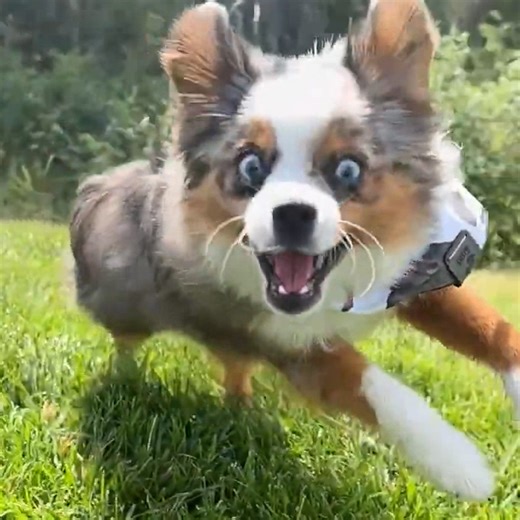 24K views · 525 reactions | Nobody tell this dog that grass is all around him  | In The Know | Facebook