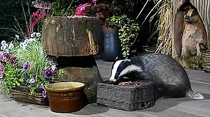 7.4K views · 1.1K reactions | Little Boo has still got a limp  it’s a common badger injury from fighting but they can cope with it and live a full life 說❤️ | Mr Lumpy & Friends. | Facebook