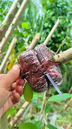 successfully propagated bonsai material using a simple grafting method in 22 days🌳🌳 #bonsai #garden