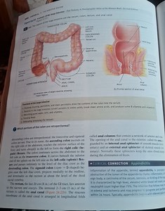 THE DIGESTIVE SYSTEMintestine are the cecum, colon, rectum, an... | Filo