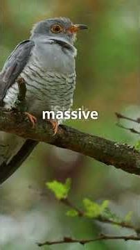 The Journey of the African Cuckoo: A Solitary Travele