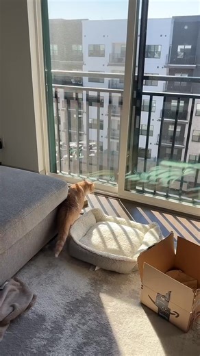 2.5K views | Are robots taking over the world_  (via jasmineliketheflower13)(1080P_60FPS) | Cats Meow Story | Facebook