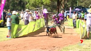 It's normally meant for snowy surfaces but Sled Dog Racing Queensland settled for the dirt track at the Cabarlah Sports Ground yesterday morning. Their 'come and try' expo saw more than 50 amateurs have a go at the former Winter Olympic sport. 7NEWS at 6pm. More local news: 7news.com.au/news/toowoomba #7NEWS | 7NEWS Toowoomba