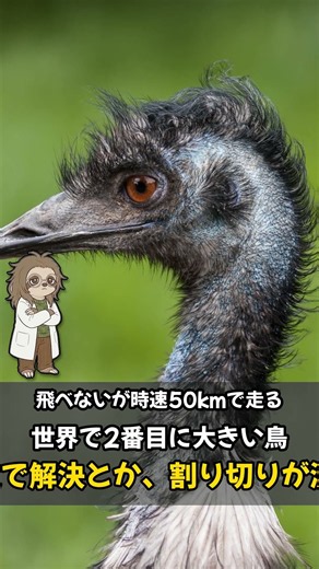 オスが2ヶ月絶食するエミューの雑学3選