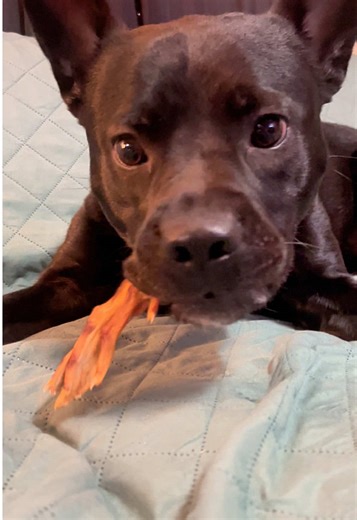 @King Lou whole duck feet #WeeklyDeals #SpringBreak #KingLou #HealthyDogTreats #TikTokShopSpringGlowUp