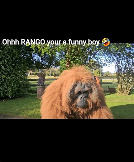 4.7K views · 29 reactions | Can you see RANGO !!!! he is very excited about the opening of Wild On West this weekend..... He's been hiding in the garden ,and loving the sunshine !!! He Can't wait to meet you all 獵 | Wild On West | Facebook