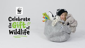 Just in – fresh new styles added to our collection of WWF branded apparel and accessories. 🐼 Get ready for colder weather, AND help nature and wildlife thrive: shop.wwf.ca 🧣🧦 | WWF-Canada