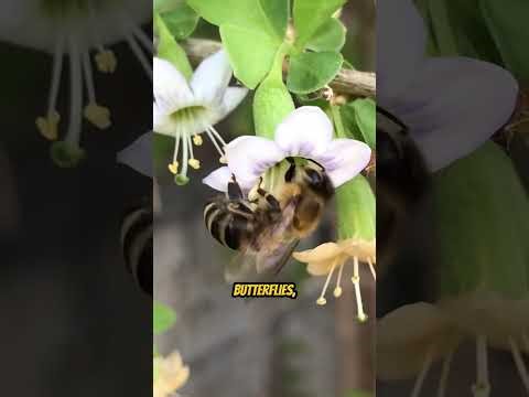 The Secret Life of Insects: What You Never Knew!