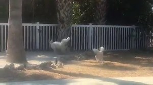 1.1K views · 88 reactions | ❤️Tucker, standard Poodle, lives in Connecticut with his moms and two other standards. He spends the winter here and recently met Rosie. Who would have guessed they would have such a great time playing with each other! | Florida Poodle Rescue | Facebook