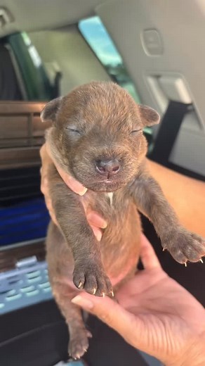 42 reactions · 4 comments |  Adopted! Linus has found his forever...