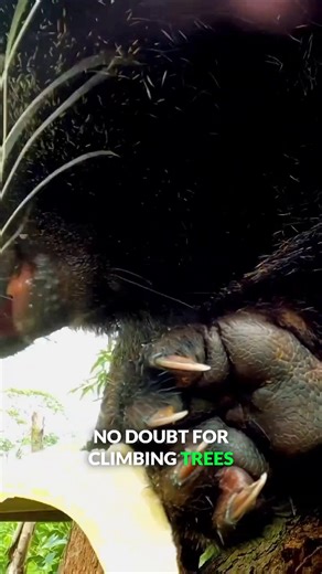 Bearcat vs Banana! Who will win? #bearcat #nature #wildlife #markvins | Mark Vins