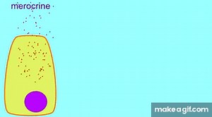 AP1 MEROCRINE, APOCRINE, & HOLOCRINE GLANDS on Make a GIF