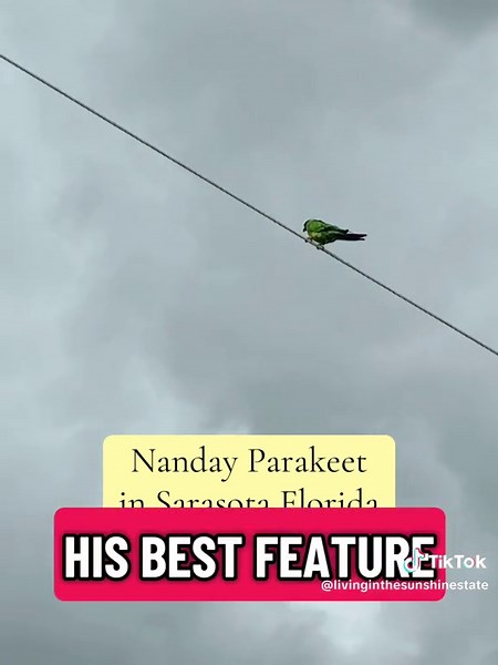 Exploring Nanday Parakeets in Sarasota, Florida