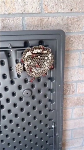 Afraid of wasps? Here’s WHY that sting hurts… and what Wasp Freeze does to THEM. 🐝💥