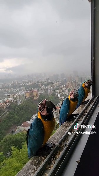 @parrot.wild.life on TikTok