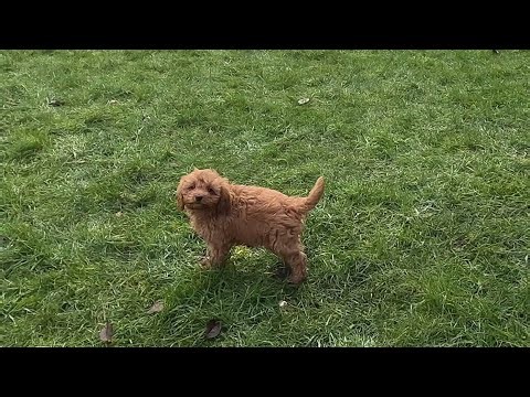 Puppy training, 10 week old Cavapoo